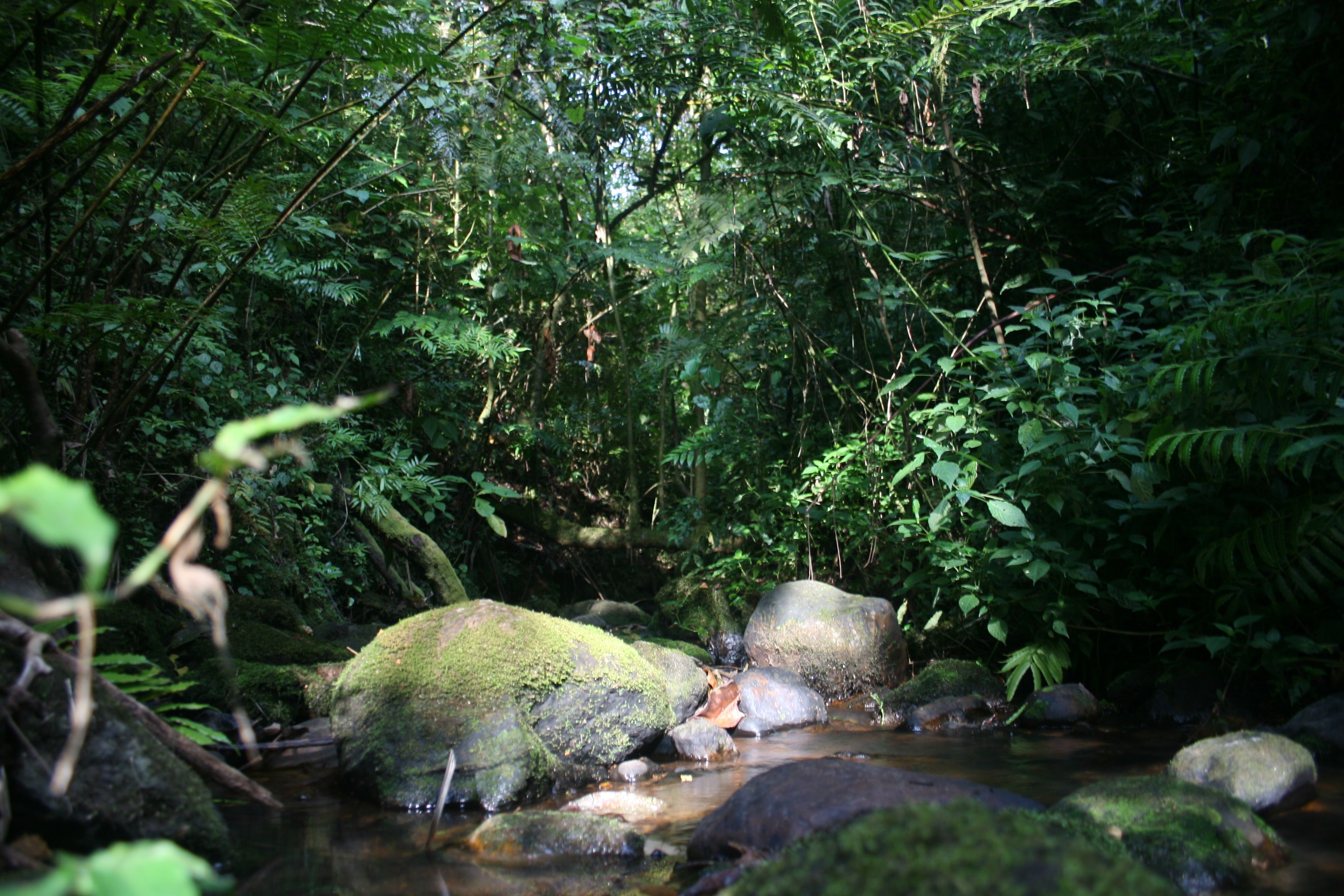 Mountain rainy forest in Cameroon - one of the places we do research